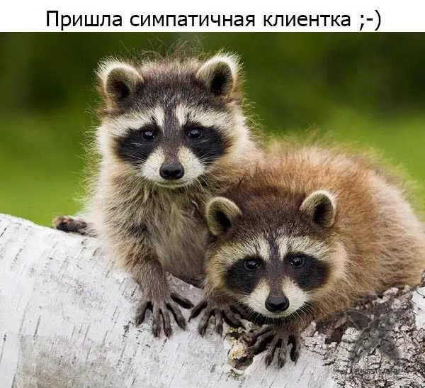 Один день из жизни енота