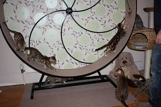 Любители кошек, не проходите мимо!