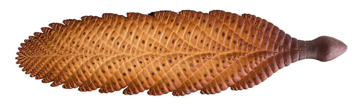 Charnia Masoni, реконструкция