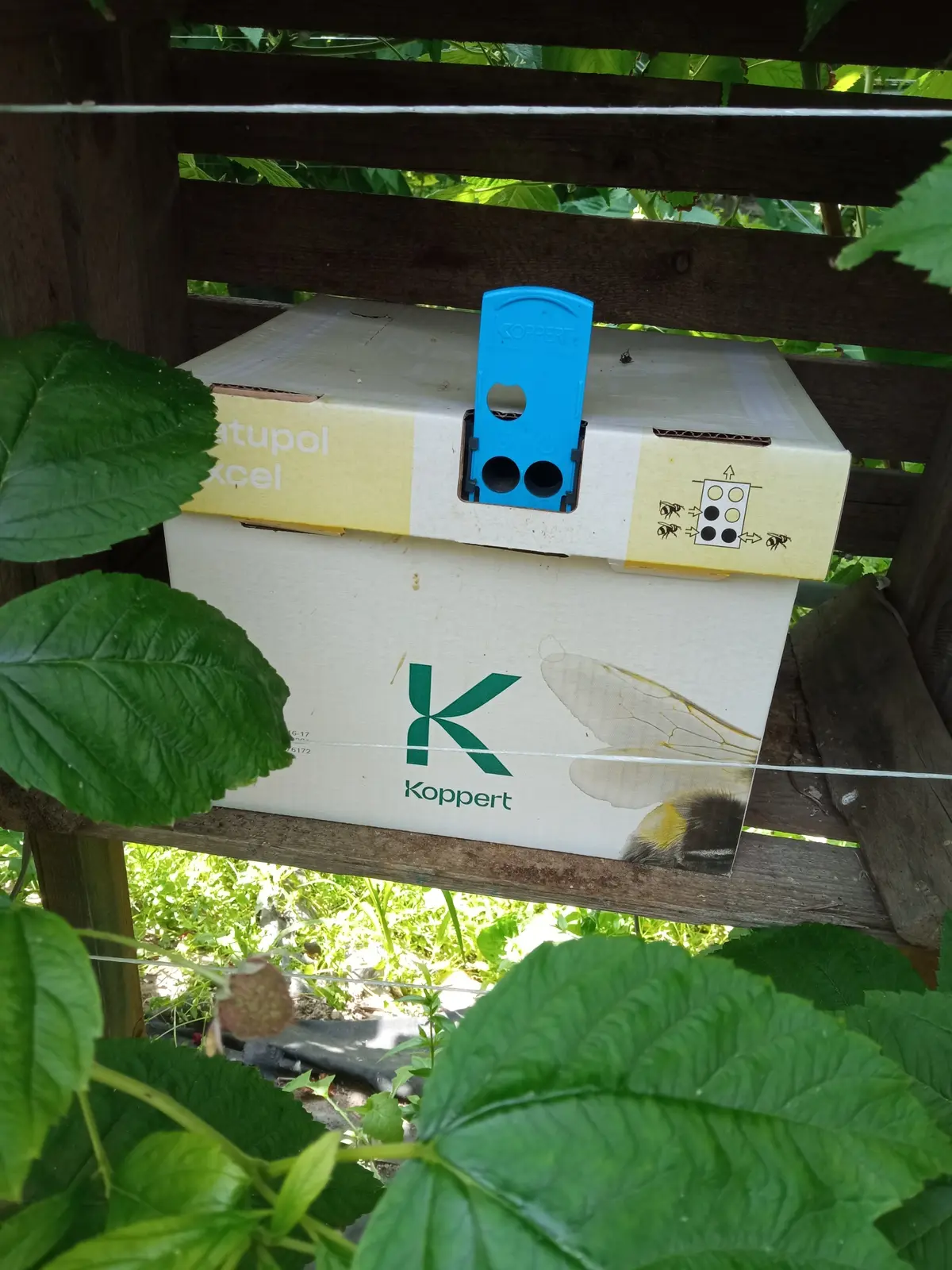 Коробка специльно купленных шмелей для опыления клубники. Если ее пнуть, то она начинает смешно подпрыгивать и возмущенно гудеть.