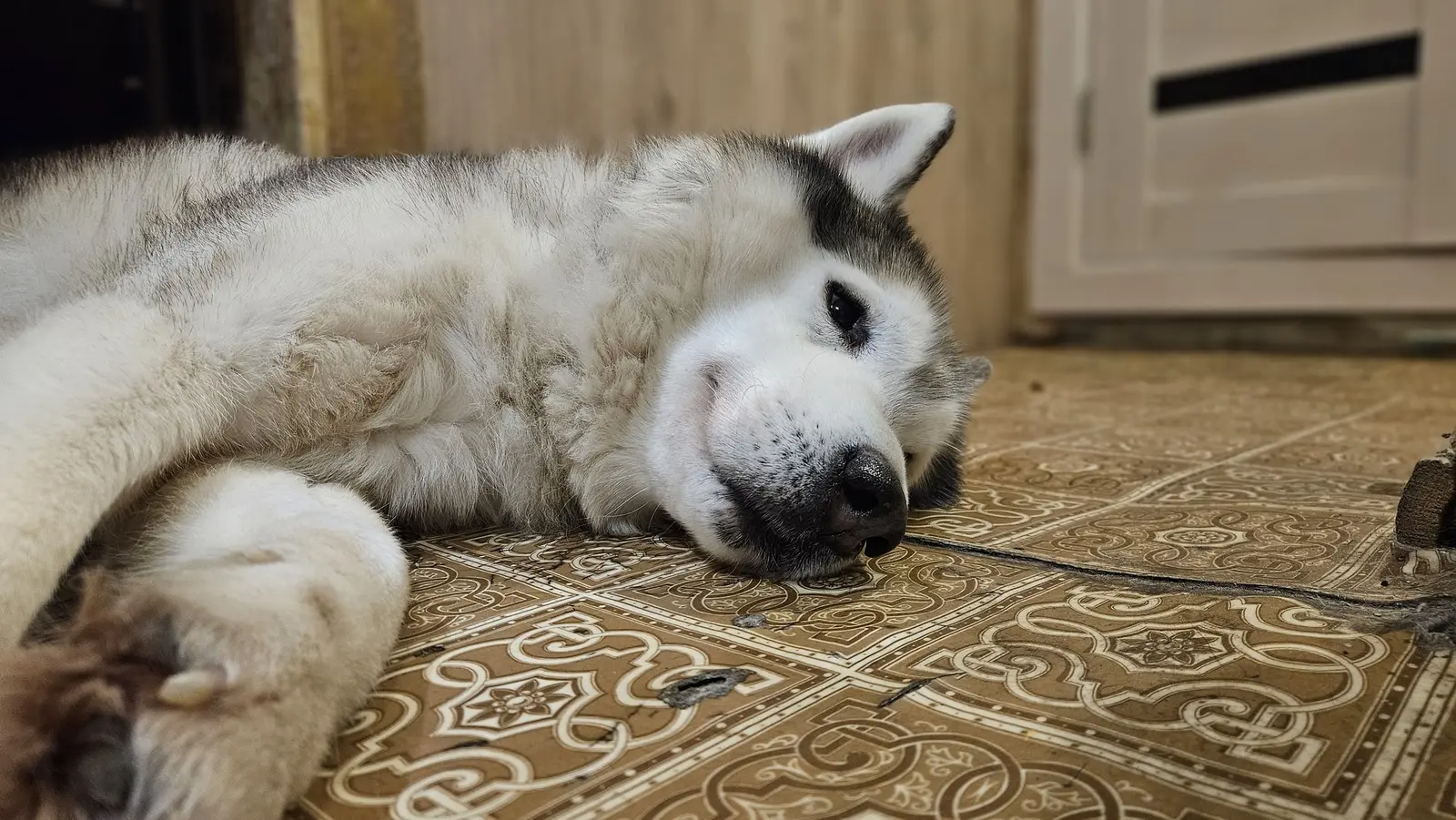 Бдит.